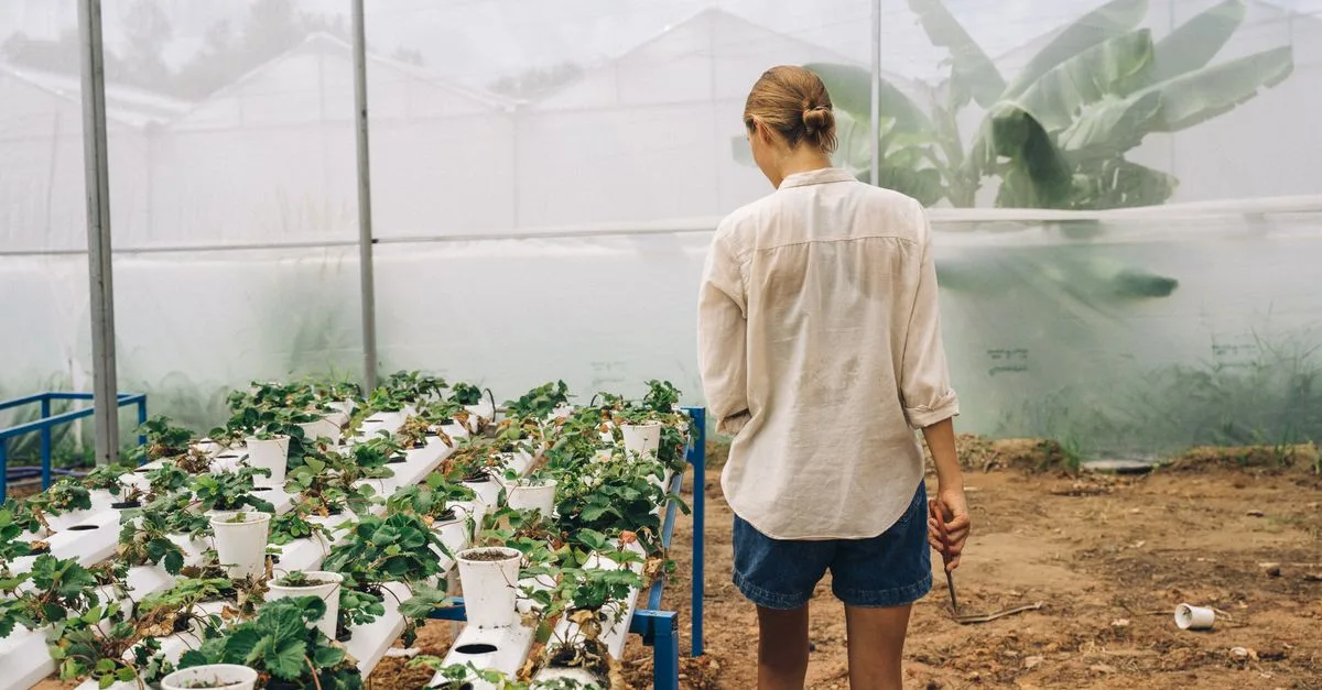 découvrez l'aquaponie, une méthode innovante combinant aquaculture et culture hydroponique pour un jardinage écologique et durable.
