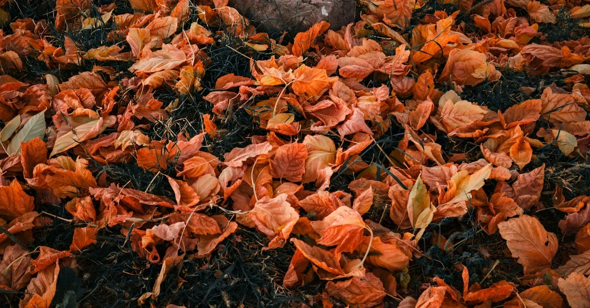 découvrez les meilleures astuces pour la plantation en automne et préparez votre jardin pour une saison florissante.