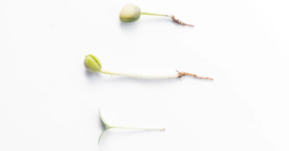 découvrez les principaux problèmes de germination des graines et comment les résoudre pour assurer une croissance optimale de vos plantations.
