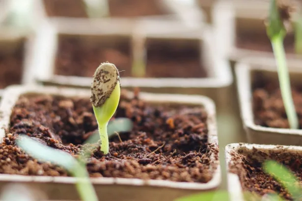 découvrez les solutions aux problèmes courants de germination des graines pour assurer une croissance optimale de vos plantations.