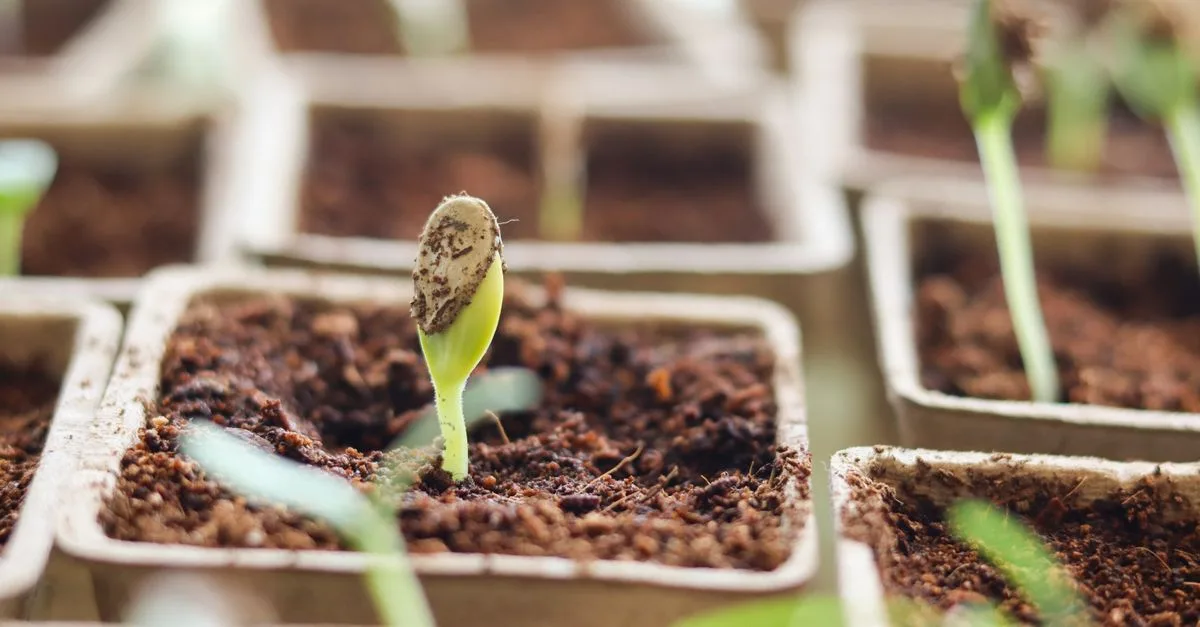 découvrez les solutions aux problèmes courants de germination des graines pour assurer une croissance optimale de vos plantations.