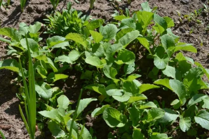 découvrez les meilleures astuces et conseils pour réussir votre jardin potager et cultiver des légumes frais chez vous.