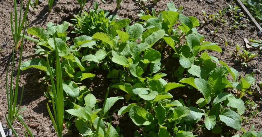 découvrez les meilleures astuces et conseils pour réussir votre jardin potager et cultiver des légumes frais chez vous.