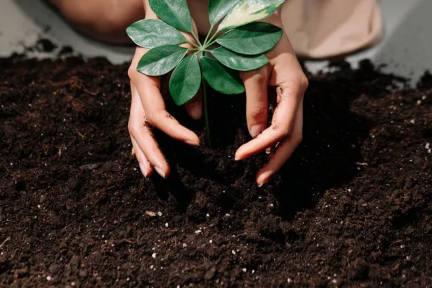 découvrez des astuces de jardinage économes en eau pour un jardin luxuriant tout en préservant les ressources naturelles.
