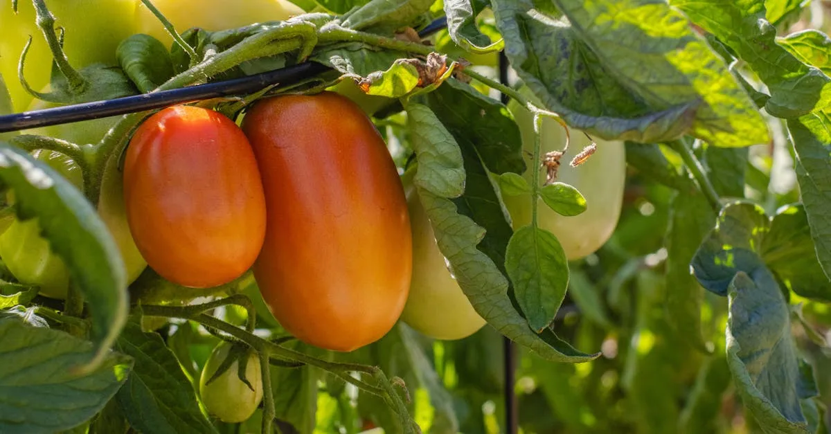 découvrez les causes courantes des feuilles de tomates qui jaunissent et apprenez comment traiter ce problème pour garder vos plants en bonne santé.