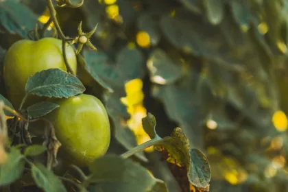 découvrez les causes courantes du jaunissement des feuilles de tomates et apprenez comment traiter ce problème pour préserver la santé de vos plantes.