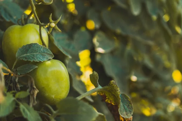 découvrez les causes courantes du jaunissement des feuilles de tomates et apprenez comment traiter ce problème pour préserver la santé de vos plantes.
