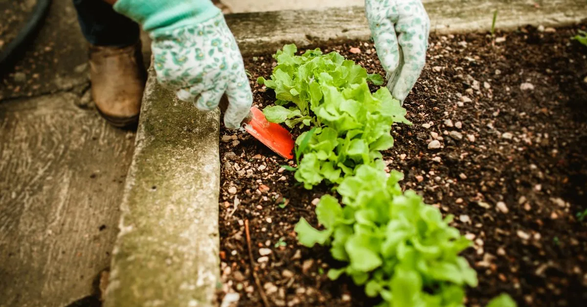 découvrez des conseils de jardinage pratiques et faciles à suivre pour avoir un jardin florissant toute l'année.