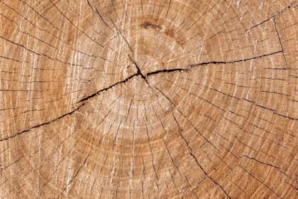 découvrez l'épaisseur idéale pour l'isolation en fibre de bois afin d'optimiser la performance énergétique et le confort de votre habitation.