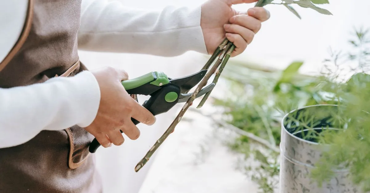 apprenez les meilleures techniques de taille des plantes pour favoriser leur croissance, améliorer leur santé et embellir votre jardin.