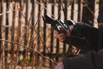 guide complet pour la taille des plantes : conseils, techniques et astuces pour favoriser une croissance saine et assurer la beauté de vos végétaux.