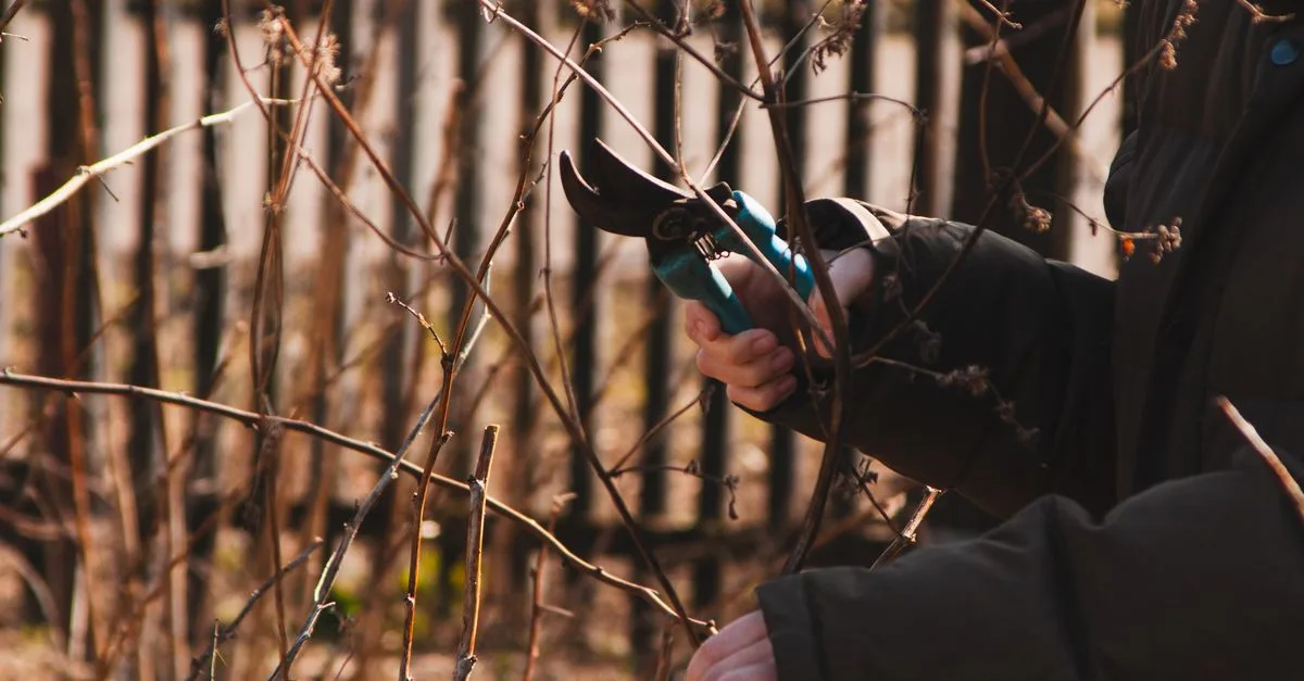 guide complet pour la taille des plantes : conseils, techniques et astuces pour favoriser une croissance saine et assurer la beauté de vos végétaux.